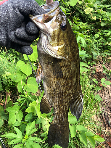 スモールマウスバスの釣果