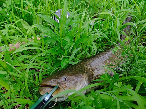 ナマズの釣果