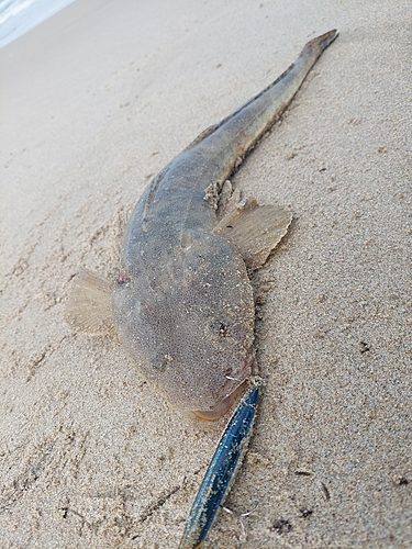 マゴチの釣果