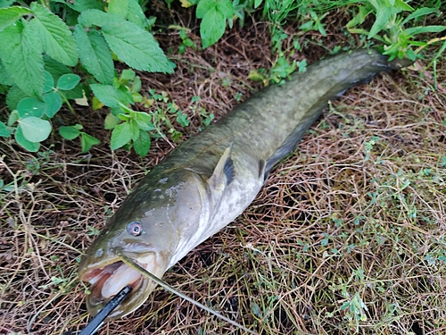 ナマズの釣果