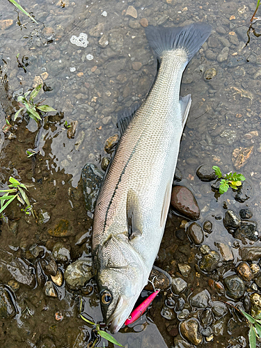 スズキの釣果