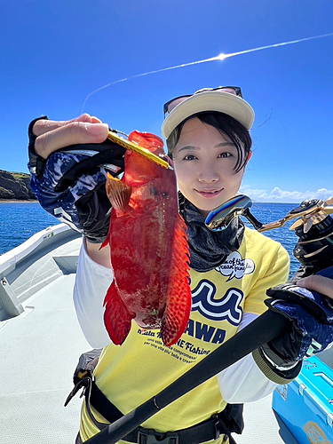 アカハタの釣果