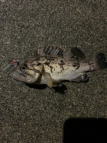 ソイの釣果