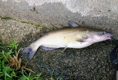 チャネルキャットフィッシュの釣果