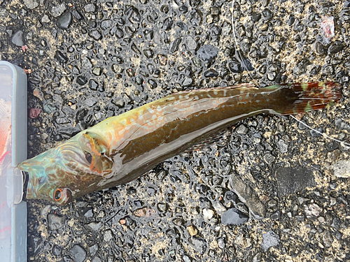 アナハゼの釣果