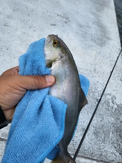 ショゴの釣果