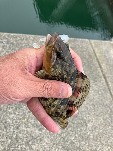 アイナメの釣果