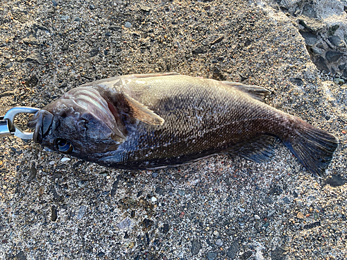 クロソイの釣果