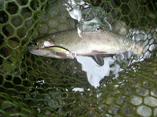 ニジマスの釣果