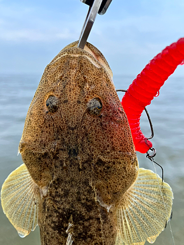 マゴチの釣果