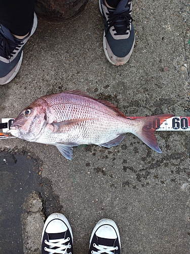 タイの釣果