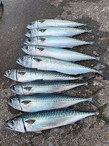 サバの釣果