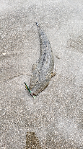 マゴチの釣果