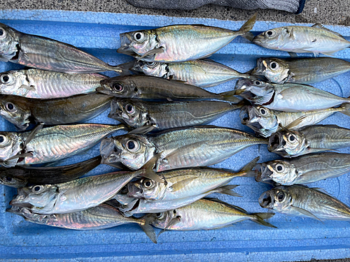 アジの釣果