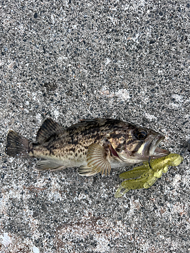 クロソイの釣果