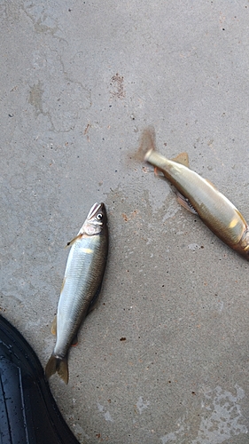 アユの釣果