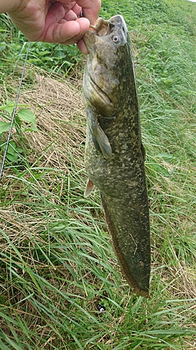 ナマズの釣果