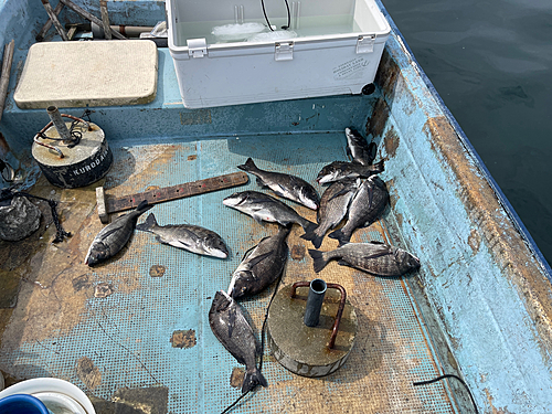 クロダイの釣果