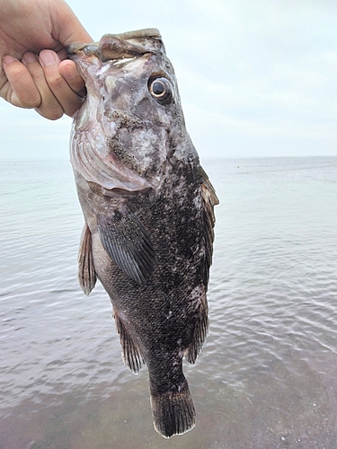 クロソイの釣果