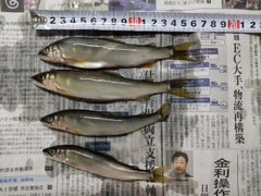 アユの釣果