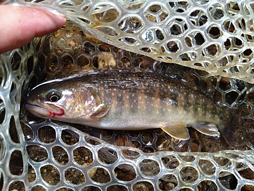 イワナの釣果