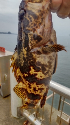 タケノコメバルの釣果