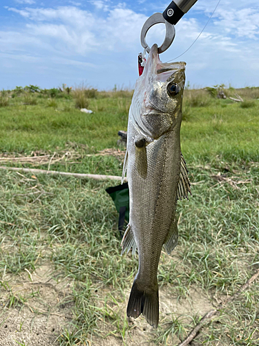 セイゴ（マルスズキ）の釣果