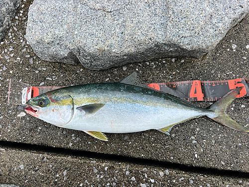 ハマチの釣果