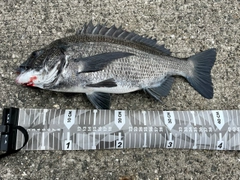 チヌの釣果