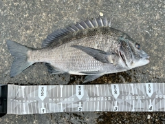 チヌの釣果