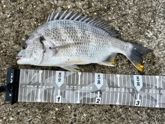 チヌの釣果
