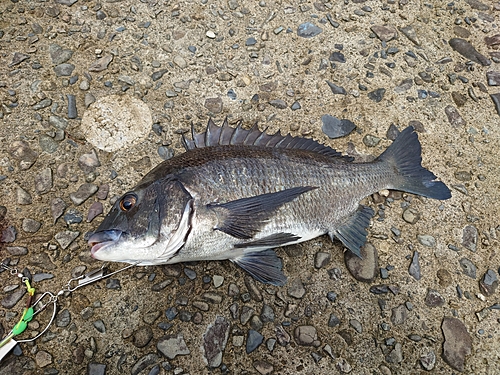 クロダイの釣果