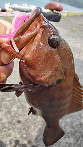 ヤミハタの釣果