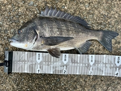 チヌの釣果