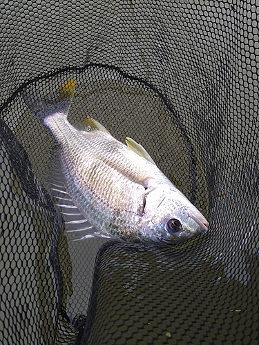 キビレの釣果