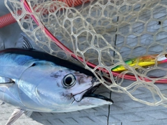 カツオの釣果