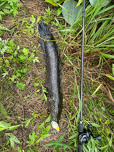 ライギョの釣果