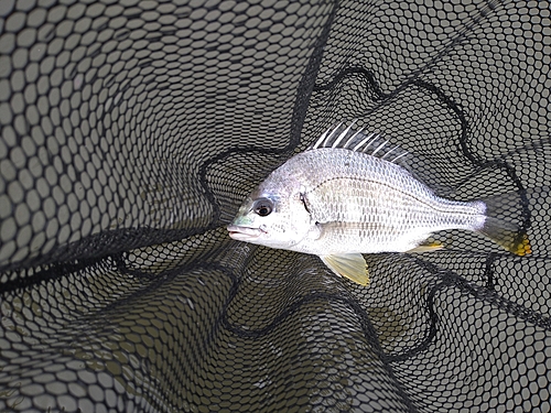 キビレの釣果