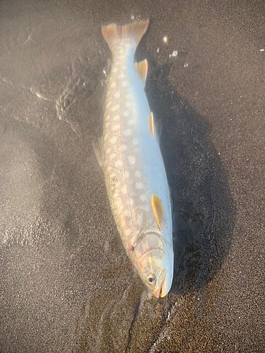 アメマスの釣果