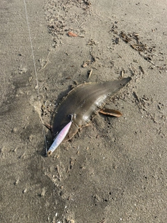 シタビラメの釣果