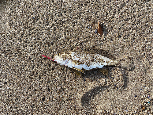 イシモチの釣果