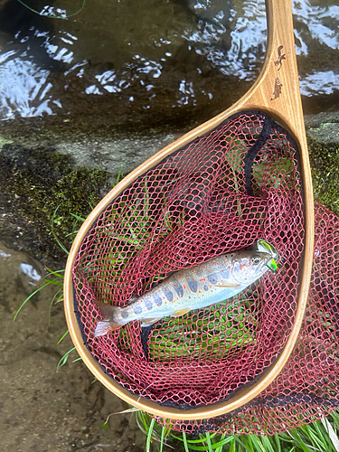 アマゴの釣果