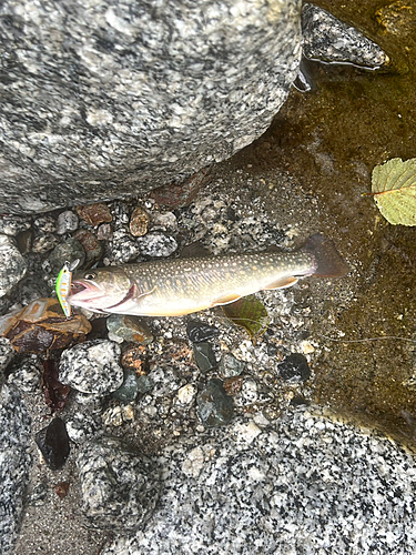 イワナの釣果