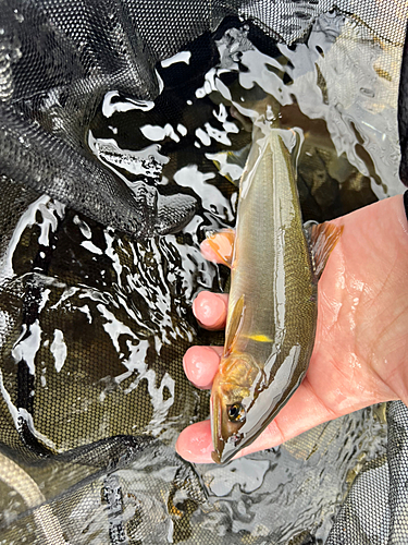 アユの釣果