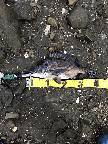 クロダイの釣果