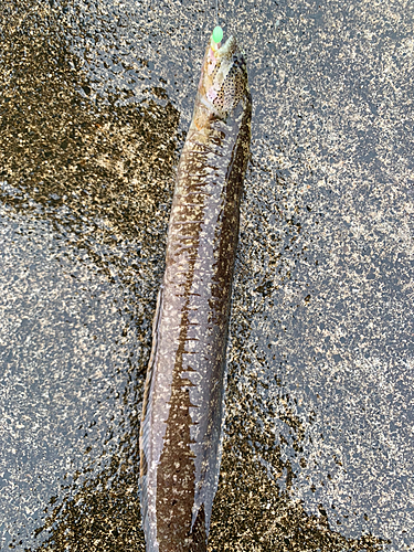 ギンポの釣果