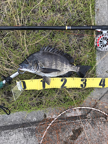 クロダイの釣果