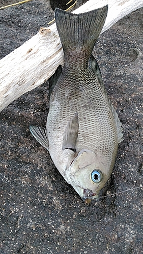 シロギスの釣果