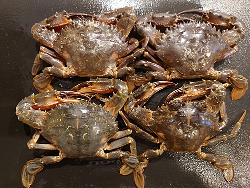 イシガニの釣果