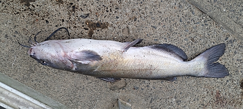 アメリカナマズの釣果